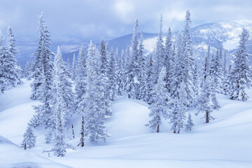 Winter coniferous forest on top of Mount Utua. Snow falling, blue sky and  white snowfall. Nature View in Sheregesh
