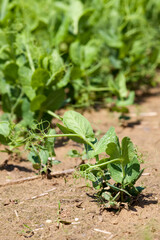 peas are grown on an agricultural field