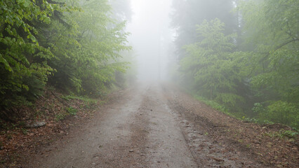 Forest road or path Lovely dreamy foggy seasonal forest. Fantasy autumn forest landscape. Nice road for hiking