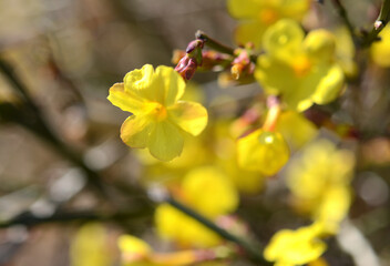 樹木・オウバイ　モクセイ科