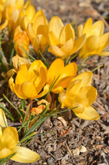 植物・クロッカス　アヤメ科