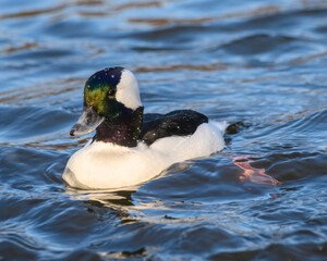 Fototapeta premium Stunning bufflehead male duck