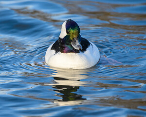 Obraz premium Stunning bufflehead male duck