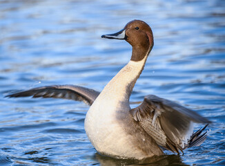 Beautiful northern pintail male duck