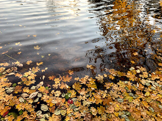 Fallen yellow maple leaves in autumn pond, selective focus