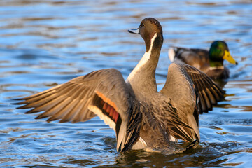 Beautiful northern pintail male duck