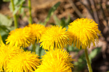 inflorescence of yellow fresh dandelions