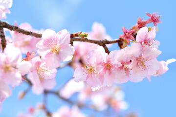 河津桜