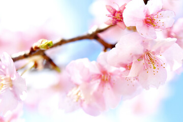 Fototapeta premium 河津桜