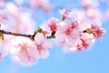 河津桜