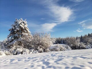 snow covered trees
