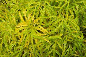 combination of yellow and green leaves exposed to morning dew