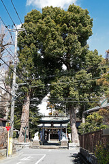 Fototapeta premium 平沢 御嶽神社（秦野市）