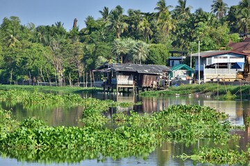Fototapeta premium Thai houses on Nakhon Chai Si river, Thailand. With a lot of green water hyacinth floating on the river and coconut trees in the background. Simple lifestyle.