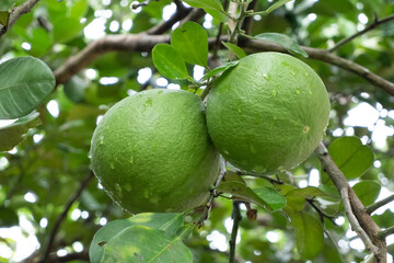 fresh green oranges exposed to the morning dew