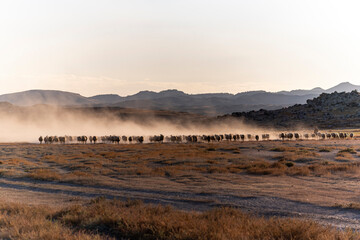 White sheep on the land with beautiful sunset. Many sheep walking around the field .Farm animals concept.