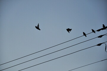 飛翔する鳥の影