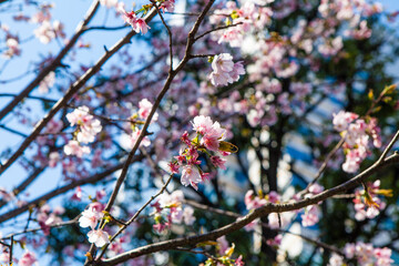 オフィス街に咲く桜の花