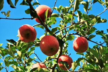 真っ赤なりんご