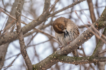 Sparrow bird cleans feathers on a tree branch in winter or late autumn