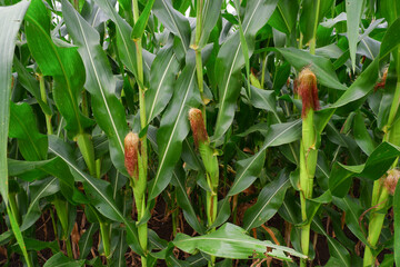 young corn trees on farmland