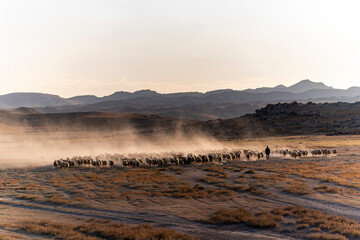 White sheep on the land with beautiful sunset. Many sheep walking around the field .Farm animals concept.