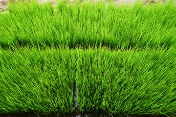 rice seeds in the corner of the farm