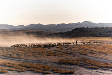 White sheep on the land with beautiful sunset. Many sheep walking around the field .Farm animals concept.