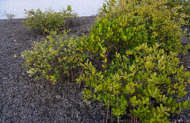 Fototapeta na wymiar Mangrove trees prevent coastal abrasion and erosion, along the coast of Lebak under the blue sky.
