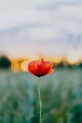 Fotobehang Red poppy flower at sunset in a summer field © Rawpixel.com