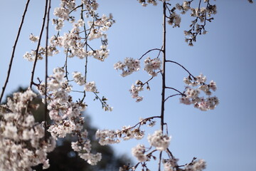 しだれ桜