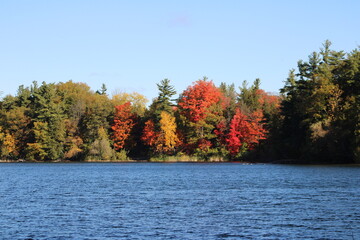 autumn trees on the lake