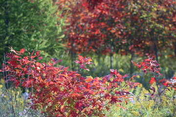 early fall in the park