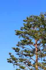 소나무와 파란 하늘이 보이는 풍경