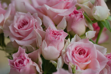 pink roses in a garden