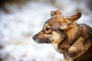 Portrait of a dog in a winter park. Snowflakes on the dog's fur