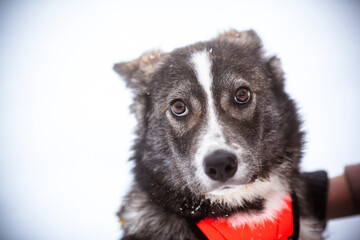 Portrait of an adorable dog. Dog with expressive eyes