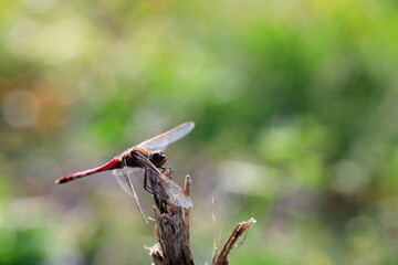 날개달린 잠자리가 보이는 가을 풍경