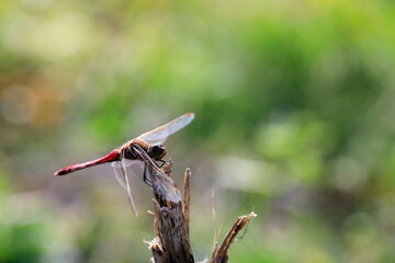 날개달린 잠자리가 보이는 가을 풍경