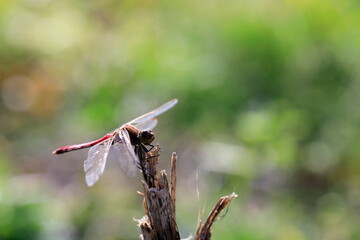 날개달린 잠자리가 보이는 가을 풍경