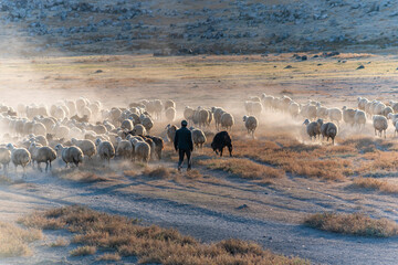 White sheep on the land with beautiful sunset. Many sheep walking around the field .Farm animals concept.
