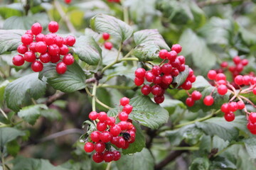Red berries close-up.
