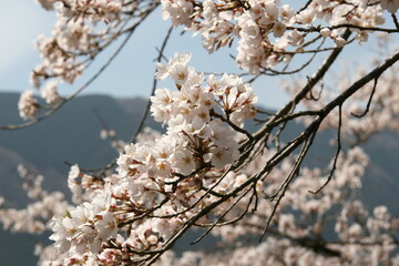 桜（さくら）