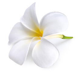 Fototapeta na wymiar Softly white plumeria flowers isolated on White background, Frangipani flower isolated white background With clipping path.
