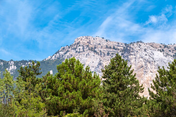 Obraz premium High rocky mountains on blue sky background. Green pine forest on the mountainside.