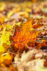 Naklejka na ściany i meble Autumn landscape. Autumn oak leafes, very shallow focus