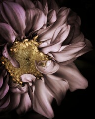 photo of artistic pink zinnia flower on black background