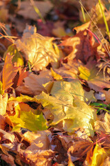 Autumn landscape. Autumn oak leafes, very shallow focus
