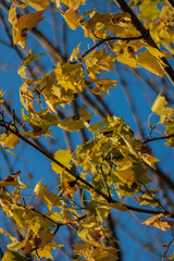 Autumn landscape. Autumn oak leafes, very shallow focus