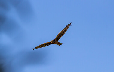 one hawk with its wings wide open flew overhead under the clear blue sky